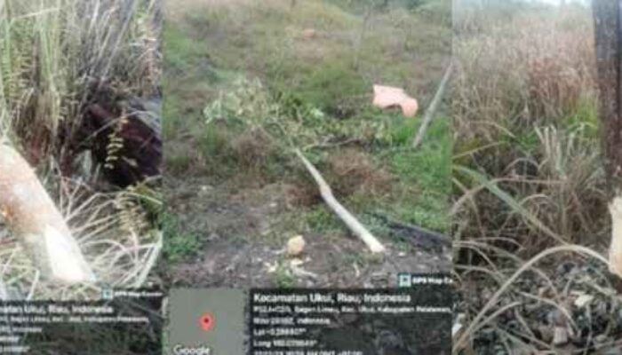 Tanaman Rehabilitasi DAS di Kawasan Hutan Desa Bagan Limau Dirusak,LSM Lingkungan Hidup Desak Tindakan Tegas dari Balai TNTN
