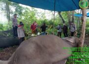 Biadab! Gajah di TNTN Riau Mati Diracun, Gadingnya Hilang Terpotong