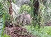 Habitatnya Kebanjiran, 2 Ekor Gajah Liar Masuk ke Permukiman Warga Pelalawan