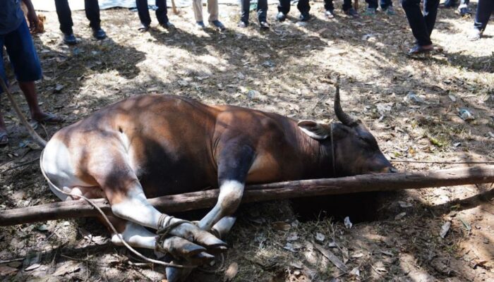 Pemkot Pekanbaru Siap Sembelih 34 Ekor Sapi Kurban