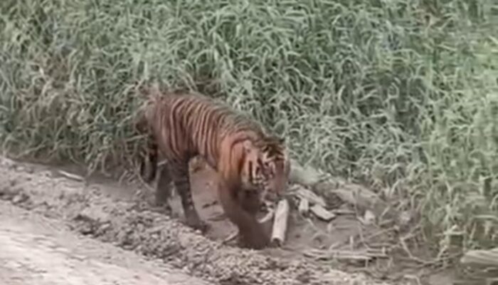 Viral Video Harimau Muncul di Area Konsesi Pelalawan, Begini penjelasan BBKSDA Riau