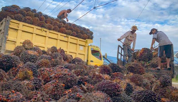 Harga Kelapa Sawit Mitra Plasma di Riau Minggu Ini Rp3.120 Per Kg