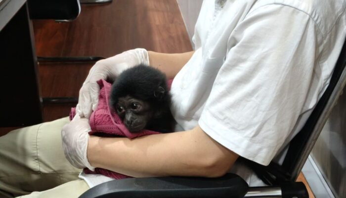 Polda Riau Ungkap Perdagangan Ilegal Satwa Langka, Owa Dijual Seharga Rp 10 Juta